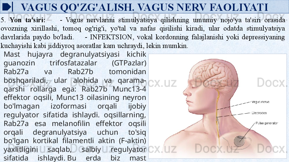 VAGUS QO'ZG'ALISH. VAGUS NERV FAOLIYATI
5.  Yon  ta'siri:        -  Vagus  nervlarini  stimulyatsiya  qilishning  umumiy  nojo'ya  ta'siri  orasida 
ovozning  xirillashi,  tomoq  og'rig'i,  yo'tal  va  nafas  qisilishi  kiradi,  ular  odatda  stimulyatsiya 
davrlarida  paydo  bo'ladi.        -  INFEKTSION,  vokal  kordonning  falajlanishi  yoki  depressiyaning 
kuchayishi kabi jiddiyroq asoratlar kam uchraydi, lekin mumkin.
Mast  hujayra  degranulyatsiyasi  kichik 
guanozin  trifosfatazalar  (GTPazlar) 
Rab27a  va  Rab27b  tomonidan 
boshqariladi,  ular  alohida  va  qarama-
qarshi  rollarga  ega:  Rab27b  Munc13-4 
effektor  oqsili,  Munc13  oilasining  neyron 
bo'lmagan  izoformasi  orqali  ijobiy 
regulyator  sifatida  ishlaydi.  oqsillarning, 
Rab27a  esa  melanofilin  effektor  oqsili 
orqali  degranulyatsiya  uchun  to'siq 
bo'lgan  kortikal  filamentli  aktin  (F-aktin) 
yaxlitligini  saqlab,  salbiy  regulyator 
sifatida  ishlaydi. Bu  erda  biz  mast 
hujayralari  degranulyatsiyasi  paytida 
tartibga  solinadigan  sekretsiya  bilan 
bog'liq deb taxmin qilingan   