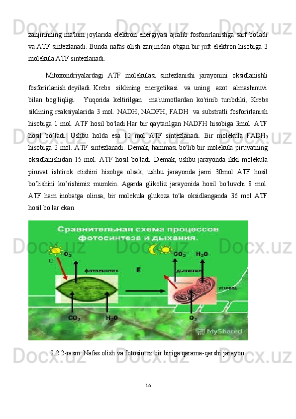 zanjirinning ma'lum joylarida elektron energiyasi ajralib fosforirlanishga sarf bo'ladi
va ATF sintezlanadi. Bunda nafas olish zanjiridan o'tgan bir juft elektron hisobiga 3
molekula ATF sintezlanadi.
Mitoxondriyalardagi   ATF   molekulasi   sintezlanishi   jarayonini   oksidlanishli
fosforirlanish deyiladi. Krebs   siklining  energetikasi   va  uning   azot   almashinuvi
bilan   bog'liqligi.     Yuqorida   keltirilgan     ma'iumotlardan   ko'rinib   turibdiki,   Krebs
siklining reaksiyalarida 3 mol. NADH, NADFH, FADH   va substratli  fosforirlanish
hisobiga 1 mol. ATF hosil bo'ladi.Har  bir  qaytarilgan NADFH hisobiga 3mol. ATF
hosil   bo’ladi.   Ushbu   holda   esa   12   mol   ATF   sintezlanadi.   Bir   molekula   FADH
2
hisobiga 2 mol. ATF sintezlanadi. Demak, hammasi bo'lib bir molekula piruvatning
oksidlanishidan   15   mol.   ATF   hosil   bo'ladi.   Demak,   ushbu   jarayonda   ikki   molekula
piruvat   ishtirok   etishini   hisobga   olsak,   ushbu   jarayonda   jami   30mol   ATF   hosil
bo’lishini   ko’rishimiz   mumkin.   Agarda   glikoliz   jarayonida   hosil   bo'luvchi   8   mol.
ATF   ham   inobatga   olinsa,   bir   molekula   glukoza   to'la   oksidlanganda   36   mol   ATF
hosil bo'lar ekan.
2.2.2-rasm. Nafas olish va fotosintez bir biriga qarama-qarshi jarayon.
16 