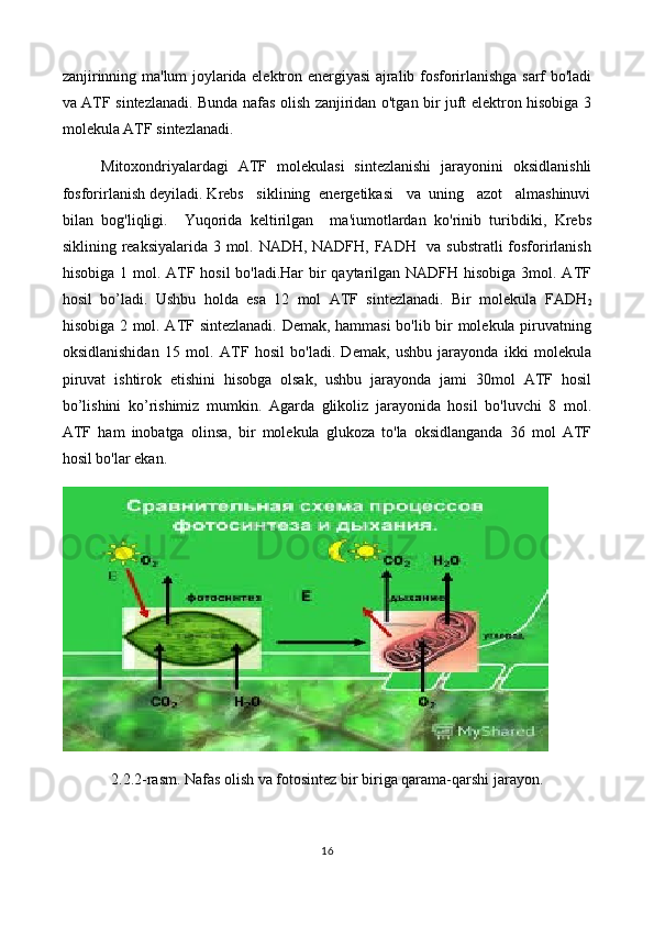 zanjirinning ma'lum joylarida elektron energiyasi ajralib fosforirlanishga sarf bo'ladi
va ATF sintezlanadi. Bunda nafas olish zanjiridan o'tgan bir juft elektron hisobiga 3
molekula ATF sintezlanadi.
Mitoxondriyalardagi   ATF   molekulasi   sintezlanishi   jarayonini   oksidlanishli
fosforirlanish deyiladi. Krebs   siklining  energetikasi   va  uning   azot   almashinuvi
bilan   bog'liqligi.     Yuqorida   keltirilgan     ma'iumotlardan   ko'rinib   turibdiki,   Krebs
siklining reaksiyalarida 3 mol. NADH, NADFH, FADH   va substratli  fosforirlanish
hisobiga 1 mol. ATF hosil bo'ladi.Har  bir  qaytarilgan NADFH hisobiga 3mol. ATF
hosil   bo’ladi.   Ushbu   holda   esa   12   mol   ATF   sintezlanadi.   Bir   molekula   FADH
2
hisobiga 2 mol. ATF sintezlanadi. Demak, hammasi bo'lib bir molekula piruvatning
oksidlanishidan   15   mol.   ATF   hosil   bo'ladi.   Demak,   ushbu   jarayonda   ikki   molekula
piruvat   ishtirok   etishini   hisobga   olsak,   ushbu   jarayonda   jami   30mol   ATF   hosil
bo’lishini   ko’rishimiz   mumkin.   Agarda   glikoliz   jarayonida   hosil   bo'luvchi   8   mol.
ATF   ham   inobatga   olinsa,   bir   molekula   glukoza   to'la   oksidlanganda   36   mol   ATF
hosil bo'lar ekan.
2.2.2-rasm. Nafas olish va fotosintez bir biriga qarama-qarshi jarayon.
16