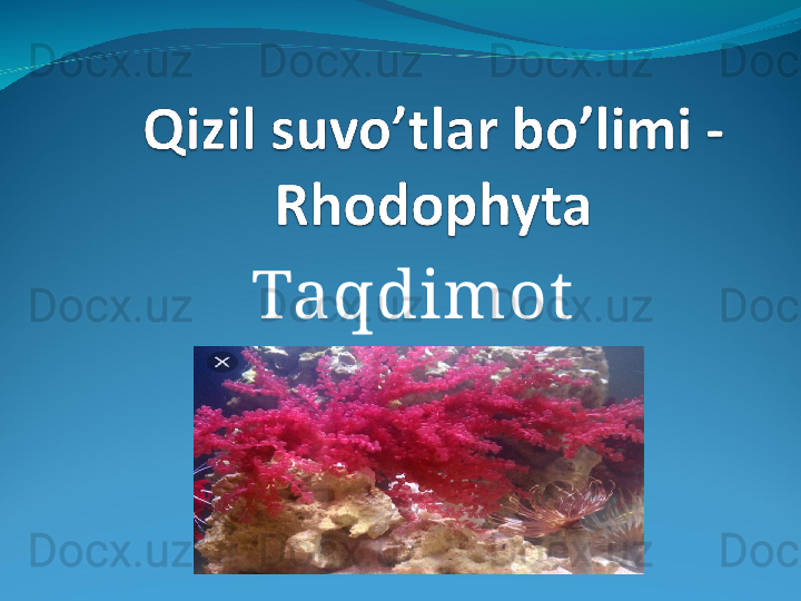 Taqdimot 