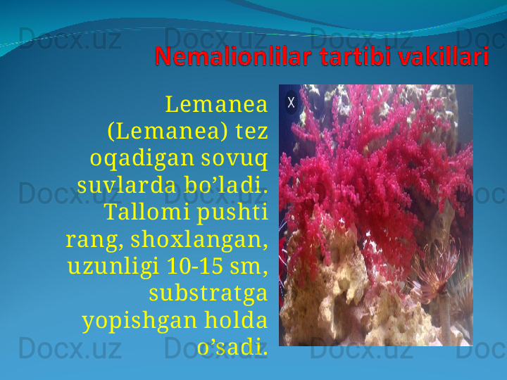 Lemanea 
( Lemanea)  t ez 
oqadigan sovuq 
suvlar da bo’ladi. 
Tallomi pusht i 
rang, shox langan, 
uzunligi 10-15 sm, 
subst rat ga 
yopishgan holda 
o’sadi. 