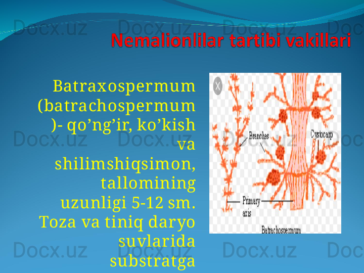 Bat rax osper mum 
( bat rachosper mum
) - qo’ng’ir, ko’k ish 
va 
shilimshiqsimon, 
tallomining 
uzunligi 5-12 sm. 
Toza va t iniq dar yo 
suvlar ida 
subst rat ga 
yopishgan holda 
o’sadi. 