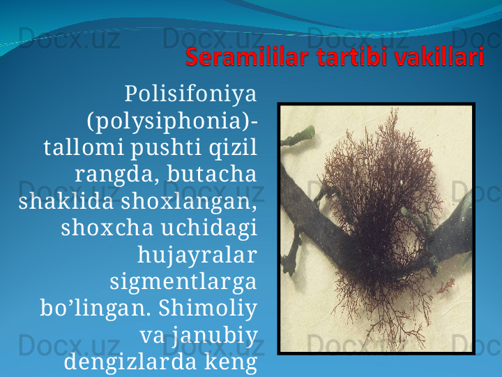 Polisifoniya 
( polysiphonia) - 
tallomi pushti qizil 
rangda, but acha 
shak lida shox langan, 
shox cha uchidagi 
hujayralar  
sigment lar ga 
bo’lingan. Shimoliy 
va janubiy 
dengizlar da keng 
tar qalgan.