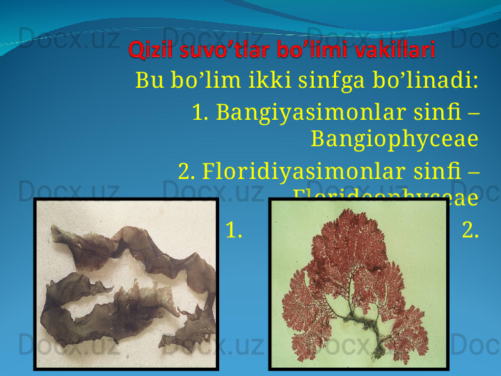 Bu bo’lim ik k i sinfga bo’linadi:
     1. Bangiyasimonlar  sinfi  – 
Bangiophyceae
     2. Flor idiyasimonlar  sinfi  – 
Flor ideophyceae
1.                                      2. 