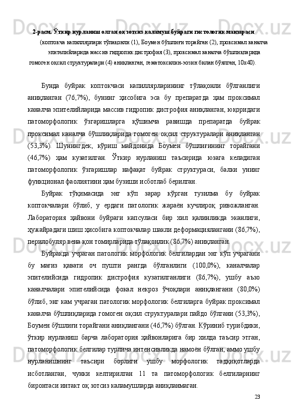2-расм. Ўткир нурланиш олган оқ зотсиз каламуш буйраги гистологик манзараси 
(коптокча капиллярлари тўлақонли (1), Боумен бўшлиғи торайган (2), проксимал каналча
эпителийларида массив гидропик дистрофия (3), проксимал каналча бўшлиқларида 
гомоген оқсил структуралари (4) аниқланган, гематоксилин-эозин билан бўялган, 10х40). 
 
Бунда   буйрак   коптокчаси   капиллярларининг   тўлақонли   бўлганлиги
аниқланган   (76,7%),   бунинг   ҳисобига   эса   бу   препаратда   ҳам   проксимал
каналча эпителийларида массив гидропик дистрофия аниқланган, юқоридаги
патоморфологик   ўзгаришларга   қўшимча   равишда   препаратда   буйрак
проксимал   каналча   бўшлиқларида   гомоген   оқсил   структуралари   аниқланган
(53,3%).   Шунингдек,   кўриш   майдонида   Боумен   бўшлиғининг   торайгани
(46,7%)   ҳам   кузатилган.   Ўткир   нурланиш   таъсирида   юзага   келадиган
патоморфологик   ўзгаришлар   нафақат   буйрак   структураси,   балки   унинг
функционал фаолиятини ҳам бузиши исботлаб берилган. 
Буйрак   тўқимасида   энг   кўп   зарар   кўрган   тузилма   бу   буйрак
коптокчалари   бўлиб,   у   ердаги   патологик   жараён   кучлироқ   ривожланган.
Лаборатория   ҳайвони   буйраги   капсуласи   бир   хил   қалинликда   эканлиги,
ҳужайрадаги шиш ҳисобига коптокчалар шакли деформaциялангани (86,7%),
перилобуляр вена қон томирларида тўлақонлик (86,7%) аниқланган.  
Буйракда   учраган   патологик   морфологик   белгилардан   энг   кўп  учрагани
бу   мағиз   қавати   оч   пушти   рангда   бўлганлиги   (100,0%),   каналчалар
эпителийсида   гидропик   дистрофия   кузатилганлиги   (86,7%),   ушбу   аъзо
каналчалари   эпителийсида   фокал   некроз   ўчоқлари   аниқлангани   (80,0%)
бўлиб, энг кам учраган патологик морфологик белгиларга буйрак проксимал
каналча бўшлиқларида гомоген оқсил структуралари пайдо бўлгани (53,3%),
Боумен бўшлиғи торайгани аниқлангани (46,7%) бўлган. Кўриниб турибдики,
ўткир   нурланиш   барча   лаборатория   ҳайвонларига   бир   хилда   таъсир   этган,
патоморфологик белгилар турлича интенсивликда намоён бўлган, аммо ушбу
нурланишнинг   таъсири   борлиги   ушбу   морфологик   тадқиқотларда
исботланган,   чунки   келтирилган   11   та   патоморфологик   белгиларнинг
биронтаси интакт оқ зотсиз каламушларда аниқланмаган.  
23 