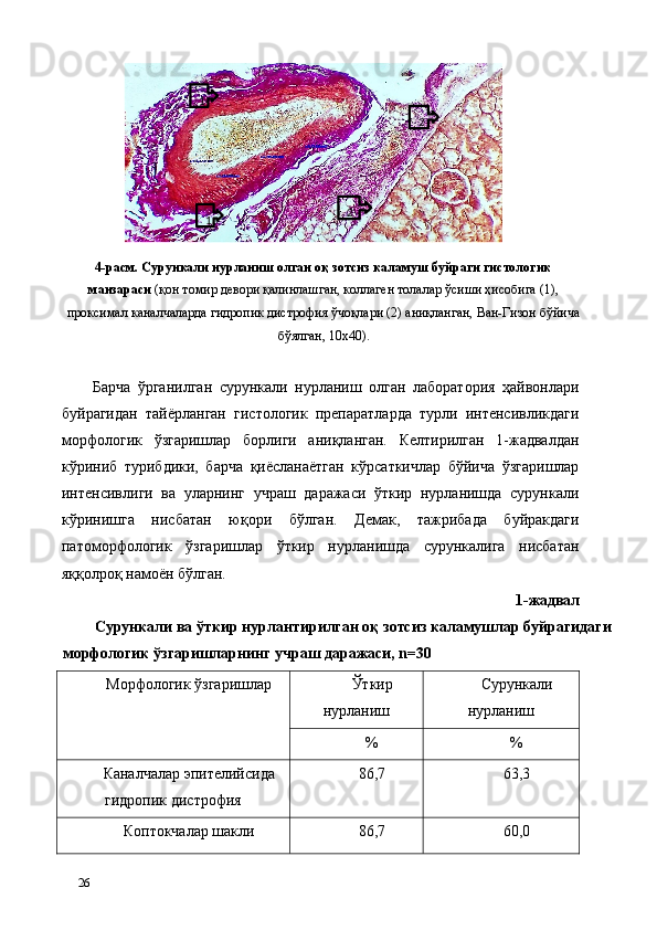 4-расм. Сурункали нурланиш олган оқ зотсиз каламуш буйраги гистологик
манзараси  (қон томир девори қалинлашган, коллаген толалар ўсиши ҳисобига (1),
проксимал каналчаларда гидропик дистрофия ўчоқлари (2) аниқланган, Ван-Гизон бўйича
бўялган, 10х40). 
 
Барча   ўрганилган   сурункали   нурланиш   олган   лаборатория   ҳайвонлари
буйрагидан   тайёрланган   гистологик   препаратларда   турли   интенсивликдаги
морфологик   ўзгаришлар   борлиги   аниқланган.   Келтирилган   1-жадвалдан
кўриниб   турибдики,   барча   қиёсланаётган   кўрсаткичлар   бўйича   ўзгаришлар
интенсивлиги   ва   уларнинг   учраш   даражаси   ўткир   нурланишда   сурункали
кўринишга   нисбатан   юқори   бўлган.   Демак,   тажрибада   буйракдаги
патоморфологик   ўзгаришлар   ўткир   нурланишда   сурункалига   нисбатан
яққолроқ намоён бўлган. 
1-жадвал 
Сурункали ва ўткир нурлантирилган оқ зотсиз каламушлар буйрагидаги 
морфологик ўзгаришларнинг учраш даражаси, n=30 
Морфологик ўзгаришлар  Ўткир 
нурланиш  Сурункали 
нурланиш 
%  % 
Каналчалар эпителийсида 
гидропик дистрофия  86,7  63,3 
Коптокчалар шакли  86,7  60,0 
26                    1   2  1  
2   