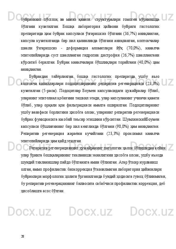 буйракнинг   пўстлоқ   ва   мағиз   қавати     структуралари   гомоген   кўринишда
бўлгани   кузатилган.   Бошқа   лаборатория   ҳайвони   буйраги   гистологик
препаратида   ҳам   буйрак   капсуласи   ўзгаришсиз   бўлгани   (36,7%)   аниқланган,
капсула   кузатилганда   бир   хил  қалинликда   бўлгани   аниқланган,   коптокчалар
шакли   ўзгаришсиз   -   деформaция   аломатлари   йўқ   (70,0%),   каналча
эпителийларида   суст   шаклланган   гидропик   дистрофия   (26,7%)   шакллангани
кўрсатиб   берилган.   Буйрак   каналчалари   бўшлиқлари   торайгани   (40,0%)   ҳам
аниқланган. 
Буйракдан   тайёрланган   бошқа   гистологик   препаратда   ушбу   аъзо
коптокча   капиллярлари   подоцитларининг   репаратив   регенарaцияси   (23,3%)
кузатилган   (5-расм).   Подоцитлар   Боумен   капсуласидаги   ҳужайралар   бўлиб,
уларнинг эпителиал қобиғини ташкил этади, улар капсуланинг учинчи қавати
бўлиб,   улар   орқали   қон   фильтрaцияси   амалга   оширилган.   Подоцитларнинг
ушбу вазифаси борлигини ҳисобга олсак, уларнинг репаратив регенерaцияси
буйрак функциясига ижобий таъсир этишини кўрсатган. ШумлянскийБоумен
капсуласи бўшлиғининг бир хил кенгликда бўлгани (90,0%) ҳам аниқланган.
Репаратив   регенерaция   жараёни   кучайгани   (23,3%)   проксимал   каналча
эпителийларида ҳам қайд этилган. 
Репаратив регенерaциянинг ҳужайранинг патологик ҳалок бўлишидан кейин 
улар ўрнига бошқаларининг тикланиши эканлигини ҳисобга олсак, ушбу аъзода 
шундай тикланишлар пайдо бўлганига амин бўлинган. Агар ўткир нурланиш 
олган, аммо профилактик биокоррекция ўтказилмаган лаборатория ҳайвонлари 
буйраклари морфологик ҳолати ўрганилганда бундай ҳодисага гувоҳ бўлинмаган, 
бу репаратив регенерaциянинг билвосита сабабчиси профилактик коррекция, деб 
ҳисоблашга асос бўлган.  
  
28   