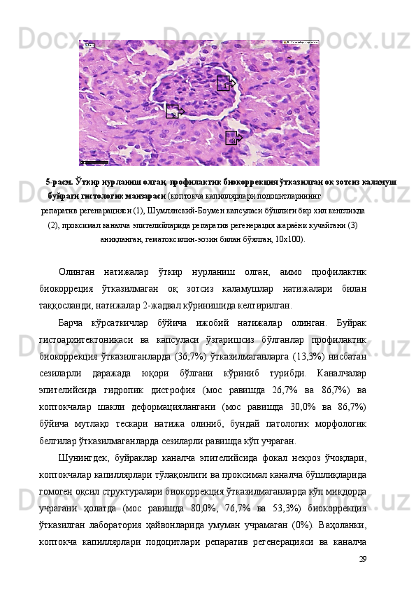 5-расм. Ўткир нурланиш олган, профилактик биокоррекция ўтказилган оқ зотсиз каламуш
буйраги гистологик манзараси  (коптокча капиллярлари подоцитларининг 
репаратив регенарaцияси (1), Шумлянский-Боумен капсуласи бўшлиғи бир хил кенгликда 
(2), проксимал каналча эпителийларида репаратив регенерaция жараёни кучайгани (3) 
аниқланган, гематоксилин-эозин билан бўялган, 10х100). 
 
Олинган   натижалар   ўткир   нурланиш   олган,   аммо   профилактик
биокорреция   ўтказилмаган   оқ   зотсиз   каламушлар   натижалари   билан
таққосланди, натижалар 2-жадвал кўринишида келтирилган.  
Барча   кўрсаткичлар   бўйича   ижобий   натижалар   олинган.   Буйрак
гистоархитектоникаси   ва   капсуласи   ўзгаришсиз   бўлганлар   профилактик
биокоррекция   ўтказилганларда   (36,7%)   ўтказилмаганларга   (13,3%)   нисбатан
сезиларли   даражада   юқори   бўлгани   кўриниб   турибди.   Каналчалар
эпителийсида   гидропик   дистрофия   (мос   равишда   26,7%   ва   86,7%)   ва
коптокчалар   шакли   деформaциялангани   (мос   равишда   30,0%   ва   86,7%)
бўйича   мутлақо   тескари   натижа   олиниб,   бундай   патологик   морфологик
белгилар ўтказилмаганларда сезиларли равишда кўп учраган. 
Шунингдек,   буйраклар   каналча   эпителийсида   фокал   некроз   ўчоқлари,
коптокчалар капиллярлари тўлақонлиги ва проксимал каналча бўшлиқларида
гомоген оқсил структуралари биокоррекция ўтказилмаганларда кўп миқдорда
учрагани   ҳолатда   (мос   равишда   80,0%,   76,7%   ва   53,3%)   биокоррекция
ўтказилган   лаборатория   ҳайвонларида   умуман   учрамаган   (0%).   Ваҳоланки,
коптокча   капиллярлари   подоцитлари   репаратив   регенерaцияси   ва   каналча
29                  1  
2  
3   