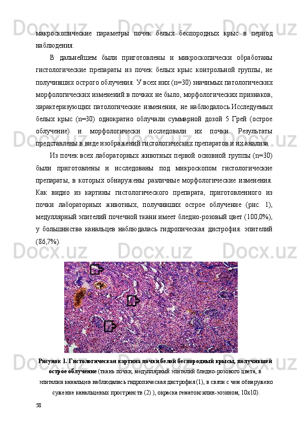 макроскопические   параметры   почек   белых   беспородных   крыс   в   период
наблюдения.  
В   дальнейшем   были   приготовлены   и   микроскопически   обработаны
гистологические   препараты   из   почек   белых   крыс   контрольной   группы,   не
получивших острого облучения. У всех них (n=30) значимых патологических
морфологических изменений в почках не было, морфологических признаков,
характеризующих   патологические   изменения,   не   наблюдалось.Исследуемых
белых   крыс   (n=30)   однократно   облучали   суммарной   дозой   5   Грей   (острое
облучение)   и   морфологически   исследовали   их   почки.   Результаты
представлены в виде изображений гистологических препаратов и их анализа. 
Из почек всех лабораторных животных первой основной группы (n=30)
были   приготовлены   и   исследованы   под   микроскопом   гистологические
препараты,   в   которых   обнаружены   различные   морфологические   изменения.
Как   видно   из   картины   гистологического   препарата,   приготовленного   из
почки   лабораторных   животных,   получивших   острое   облучение   (рис.   1),
медуллярный эпителий почечной ткани имеет бледно-розовый цвет (100,0%),
у   большинства   канальцев   наблюдалась   гидропическая   дистрофия.   эпителий
(86,7%). 
 
Рисунок 1. Гистологическая картина почки белой беспородный крысы, получившей
острое облучение  (ткань почки, медуллярный эпителий бледно-розового цвета, в 
эпителии канальцев наблюдалась гидропическая дистрофия (1), в связи с чем обнаружено
сужение канальцевых пространств (2) ), окраска гематоксилин-эозином, 10х10). 
58                    
1  1  
2   