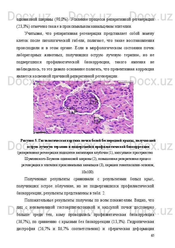 одинаковой   ширины   (90,0%).   Усиление   процесса   репаративной   регенерации
(23,3%) отмечено также в проксимальном канальцевом эпителии. 
Учитывая,   что   репаративная   регенерация   представляет   собой   замену
клеток   после   патологической   гибели,   полагают,   что   такие   восстановления
происходили   и   в   этом   органе.   Если   в   морфологическом   состоянии   почек
лабораторных   животных,   получивших   острую   лучевую   терапию,   но   не
подвергшихся   профилактической   биокоррекции,   такого   явления   не
наблюдалось, то это давало основание полагать, что превентивная коррекция
является косвенной причиной репаративной регенерации.  
Рисунок 5. Гистологическая картина почки белой беспородной крысы, получившей
острую лучевую терапию и подвергшейся профилактической биокоррекции 
(репаративная регенерация подоцитов капилляров клубочка (1), капсульное пространство 
Шумлянского-Боумена одинаковой ширины (2), повышенная репаративная процесс
регенерации в эпителии проксимальных канальцев (3), окрашен гематоксилин-эозином,
10х100).  
Полученные   результаты   сравнивали   с   результатами   белых   крыс,
получивших   острое   облучение,   но   не   подвергавшихся   профилактической
биокоррекции, результаты представлены в табл. 2. 
Положительные   результаты   получены   по   всем   показателям.   Видно,   что
лиц   с   неизмененной   гистоархитектоникой   и   капсулой   почки   достоверно
больше   среди   тех,   кому   проводилась   профилактическая   биокоррекция
(36,7%), по сравнению с крысами без биокоррекции (13,3%). Гидропическая
дистрофия   (26,7%   и   86,7%   соответственно)   и   сферическая   деформация
65                  1  
2  
3   