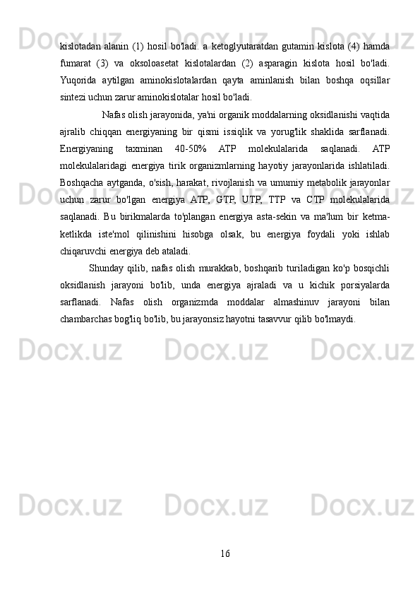kislotadan   alanin   (1)   hosil   bo'ladi.   a   ketoglyutaratdan   gutamin   kislota   (4)   hamda
fumarat   (3)   va   oksoloasetat   kislotalardan   (2)   asparagin   kislota   hosil   bo'ladi.
Yuqorida   aytilgan   aminokislotalardan   qayta   aminlanish   bilan   boshqa   oqsillar
sintezi uchun zarur aminokislotalar hosil bo'ladi. 
                     Nafas olish jarayonida, ya'ni organik moddalarning oksidlanishi vaqtida
ajralib   chiqqan   energiyaning   bir   qismi   issiqlik   va   yorug'lik   shaklida   sarflanadi.
Energiyaning   taxminan   40-50%   ATP   molekulalarida   saqlanadi.   ATP
molekulalaridagi   energiya   tirik   organizmlarning   hayotiy   jarayonlarida   ishlatiladi.
Boshqacha  aytganda,   o'sish,   harakat,  rivojlanish   va  umumiy  metabolik  jarayonlar
uchun   zarur   bo'lgan   energiya   ATP,   GTP,   UTP,   TTP   va   CTP   molekulalarida
saqlanadi.   Bu   birikmalarda   to'plangan   energiya   asta-sekin   va   ma'lum   bir   ketma-
ketlikda   iste'mol   qilinishini   hisobga   olsak,   bu   energiya   foydali   yoki   ishlab
chiqaruvchi energiya deb ataladi. 
                Shunday   qilib,   nafas   olish   murakkab,   boshqarib   turiladigan   ko'p   bosqichli
oksidlanish   jarayoni   bo'lib,   unda   energiya   ajraladi   va   u   kichik   porsiyalarda
sarflanadi.   Nafas   olish   organizmda   moddalar   almashinuv   jarayoni   bilan
chambarchas bog'liq bo'lib, bu jarayonsiz hayotni tasavvur qilib bo'lmaydi.
16 