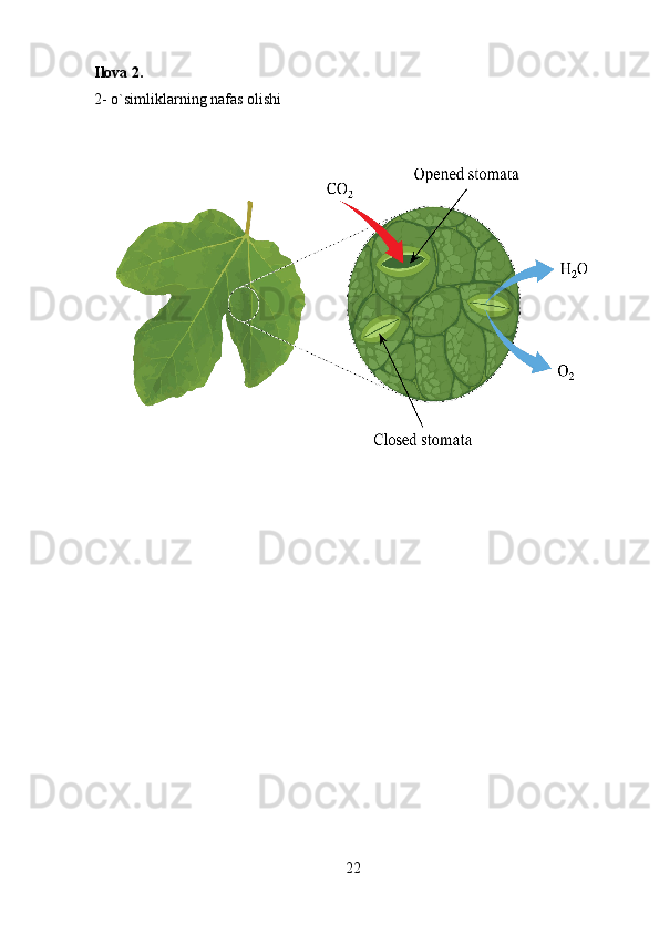 Ilova 2.
2- o`simliklarning nafas olishi
22 