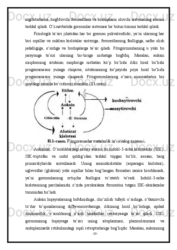 ingibitorlarini, bogMovchi fermentlami va boshqalami oluvchi sistemaning asosini
tashkil qiladi. O’z navbatida gormonlar sistemasi bir butun tizimni tashkil qiladi.
Fiziologik   ta’siri   jihatidan   har   bir   gormon   polivalentlidir,   ya’ni   ularning   har
biri   oqsillar   va   nuklein   kislotalar   sinteziga,   fermentlaming   faolligiga,   nafas   olish
jadalligiga,   o’sishga   va   boshqalarga   ta’sir   qiladi.   Fitogormonlaming   u   yoki   bu
jarayonga   ta’siri   ularning   bir-biriga   nisbatiga   bogMiq.   Masalan,   auksin
miqdorining   sitokinin   miqdoriga   nisbatan   ko’p   bo’lishi   ildiz   hosil   bo’lishi
programmasini   yuzaga   chiqarsa,   sitokininning   ko’payishi   poya   hosil   bo’lishi
programmasini   yuzaga   chiqaradi.   Fitogormonlaming   o’zaro   munosabatini   biz
quyidagi rasmda ko’rishimiz mumkin (Il.l-rasm).
Auksinlar: O’simliklardagi asosiy auksin bu indolil-3-sirka kislotasidir (ISK).
ISK-triptofan   va   indol   qoldig’idan   tashkil   topgan   bo’lib,   asosan,   barg
primordiylarida   sintezlanadi.   Uning   aminokislotalar   (asparagin   kislotasi),
uglevodlar   (glukoza)   yoki   oqsillar   bilan   bog’langan   formalari   zaxira   hisoblanadi,
ya’ni   gormonlaming   ortiqcha   faolligini   to’xtatib   to’radi.   Indolil-3-sirka
kislotasining   parchalanishi   o’zida   peroksidaza   fermentini   tutgan   ISK-oksidazalar
tomonidan bo’ladi.
Auksin   hujayralarning   boMinishiga,   cho’zilish   tufayli   o’sishiga,   o’tkazuvchi
to’rlar   to’qimalarining   differensirovkasiga,   ildizning   hosil   bo’lishiga,   apikal
dominantlik,   o’simlikning   o’sish   harakatlari   reaksiyasiga   ta’sir   qiladi.   ISK-
gormonining   hujayraga   ta’siri   uning   sitoplazmasi,   plazmolemmasi   va
endoplazmatik retikulumdagi oqsil retseptorlariga bog’liqdir. Masalan, auksinning
- 23 -