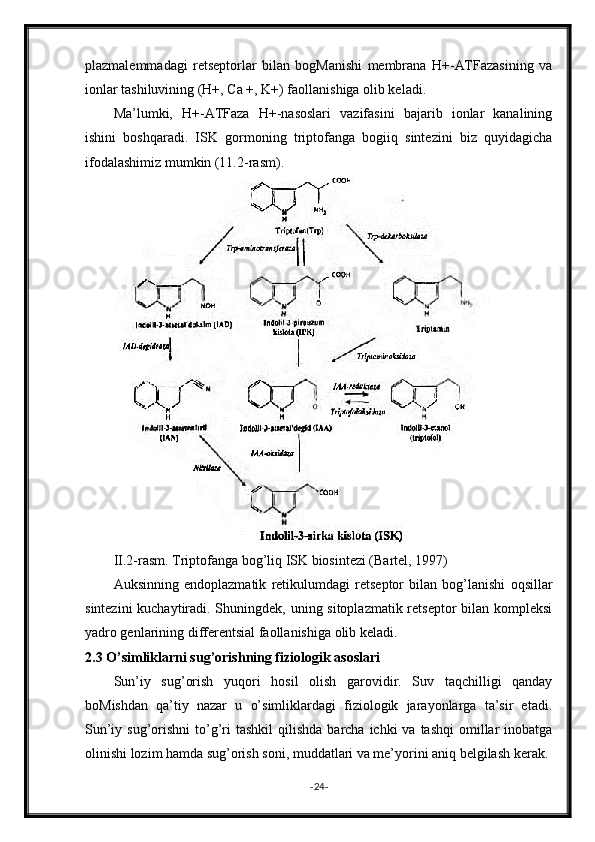 plazmalemmadagi   retseptorlar   bilan   bogManishi   membrana   H+-ATFazasining   va
ionlar tashiluvining (H+, Ca +, K+) faollanishiga olib keladi.
Ma’lumki,   H+-ATFaza   H+-nasoslari   vazifasini   bajarib   ionlar   kanalining
ishini   boshqaradi.   ISK   gormoning   triptofanga   bogiiq   sintezini   biz   quyidagicha
ifodalashimiz mumkin (11.2-rasm).
II.2-rasm. Triptofanga bog’liq ISK biosintezi (Bartel, 1997)
Auksinning   endoplazmatik   retikulumdagi   retseptor   bilan   bog’lanishi   oqsillar
sintezini  kuchaytiradi. Shuningdek, uning sitoplazmatik retseptor  bilan kompleksi
yadro genlarining differentsial faollanishiga olib keladi.
2.3 O’simliklarni sug’orishning fiziologik asoslari
Sun’iy   sug’orish   yuqori   hosil   olish   garovidir.   Suv   taqchilligi   qanday
boMishdan   qa’tiy   nazar   u   o’simliklardagi   fiziologik   jarayonlarga   ta’sir   etadi.
Sun’iy  sug’orishni  to’g’ri  tashkil  qilishda  barcha  ichki  va  tashqi   omillar   inobatga
olinishi lozim hamda sug’orish soni, muddatlari va me’yorini aniq belgilash kerak.
- 24 - 
