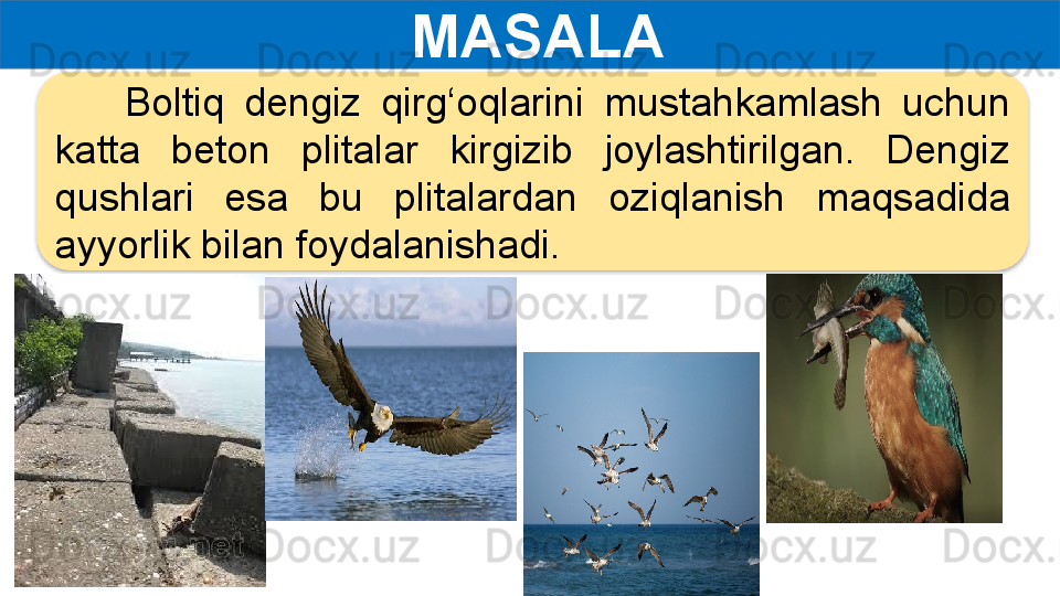   MASALA
        Boltiq  dengiz  qirg‘oqlarini  mustahkamlash  uchun 
katta  beton  plitalar  kirgizib  joylashtirilgan.  Dengiz 
qushlari  esa  bu  plitalardan  oziqlanish  maqsadida 
ayyorlik bilan foydalanishadi. 