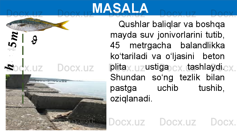   MASALA??????	
??????
=
??????
??????
??????
    Qushlar baliqlar va boshqa 
mayda  suv  jonivorlarini  tutib, 
45  metrgacha  balandlikka 
ko‘tariladi  va  o‘ljasini    beton 
plita  ustiga  tashlaydi. 
Shundan  so‘ng  tezlik  bilan 
pastga  uchib  tushib, 
oziqlanadi. 