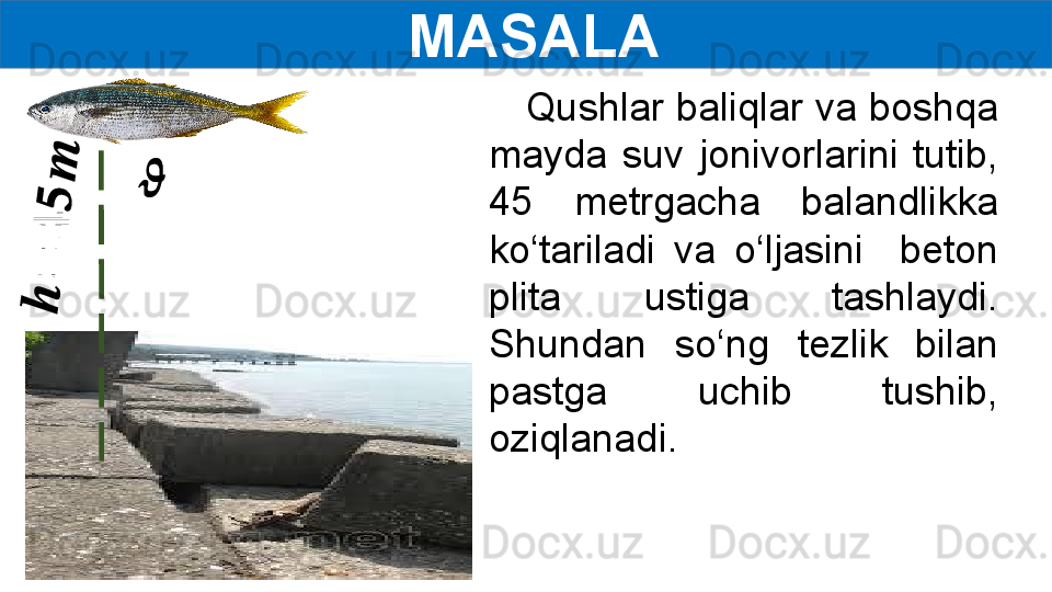 MASALA??????	
??????
=
??????
??????
??????
    Qushlar baliqlar va boshqa 
mayda  suv  jonivorlarini  tutib, 
45  metrgacha  balandlikka 
ko‘tariladi  va  o‘ljasini    beton 
plita  ustiga  tashlaydi. 
Shundan  so‘ng  tezlik  bilan 
pastga  uchib  tushib, 
oziqlanadi.