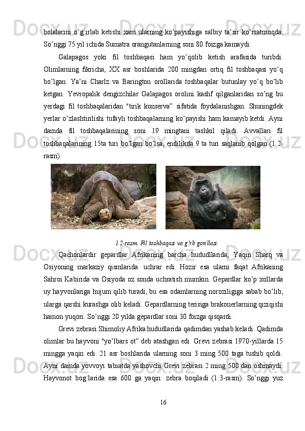 bolalarini   o’g`irlab   ketishi   xam   ularning   ko’payishiga   salbiy   ta’sir   ko’rsatmoqda.
So’nggi 75 yil ichida Sumatra orangutanlarning soni 80 foizga kamaydi.
Galapagos   yoki   fil   toshbaqasi   ham   yo’qolib   ketish   arafasida   turibdi.
Olimlarning   fikricha,   XX   asr   boshlarida   200   mingdan   ortiq   fil   toshbaqasi   yo’q
bo’lgan.   Ya’ni   Charlz   va   Barington   orollarida   toshbaqalar   butunlay   yo’q   bo’lib
ketgan.   Yevropalik   dengizchilar   Galapagos   orolini   kashf   qilganlaridan   so’ng   bu
yerdagi   fil   toshbaqalaridan   "tirik   konserva”   sifatida   foydalanishgan.   Shuningdek
yerlar o’zlashtirilishi tufayli toshbaqalarning ko’payishi ham kamayib ketdi. Ayni
damda   fil   toshbaqalarining   soni   19   mingtani   tashkil   qiladi.   Avvallari   fil
toshbaqalarining 15ta turi bo’lgan bo’lsa, endilikda 9 ta turi saqlanib qolgan (1.2-
rasm).
       
1.2-rasm. Fil toshbaqasi va g’rb gorillasi.
Qachonlardir   gepardlar   Afrikaning   barcha   hududllarida,   Yaqin   Sharq   va
Osiyoning   markaziy   qismlarida     uchrar   edi.   Hozir   esa   ularni   faqat   Afrikaning
Sahroi Kabirida va Osiyoda oz sonda uchratish mumkin. Gepardlar ko’p xollarda
uy hayvonlariga hujum qilib turadi, bu esa odamlarning noroziligiga sabab bo’lib,
ularga qarshi kurashga olib keladi. Gepardlarning terisiga brakonerlarning qiziqishi
hamon yuqori. So’nggi 20 yilda gepardlar soni 30 foizga qisqardi.
Grevi zebrasi Shimoliy Afrika hududlarida qadimdan yashab keladi. Qadimda
olimlar bu hayvoni "yo’lbars ot” deb atashgan edi. Grevi zebrasi 1970-yillarda 15
mingga   yaqin   edi.   21   asr   boshlarida   ularning   soni   3   ming   500   taga   tushib   qoldi.
Ayni damda yovvoyi tabiatda yashovchi Grevi zebrasi 2 ming 500 dan oshmaydi.
Hayvonot   bog`larida   esa   600   ga   yaqin     zebra   boqiladi   (1.3-rasm).   So’nggi   yuz
16 