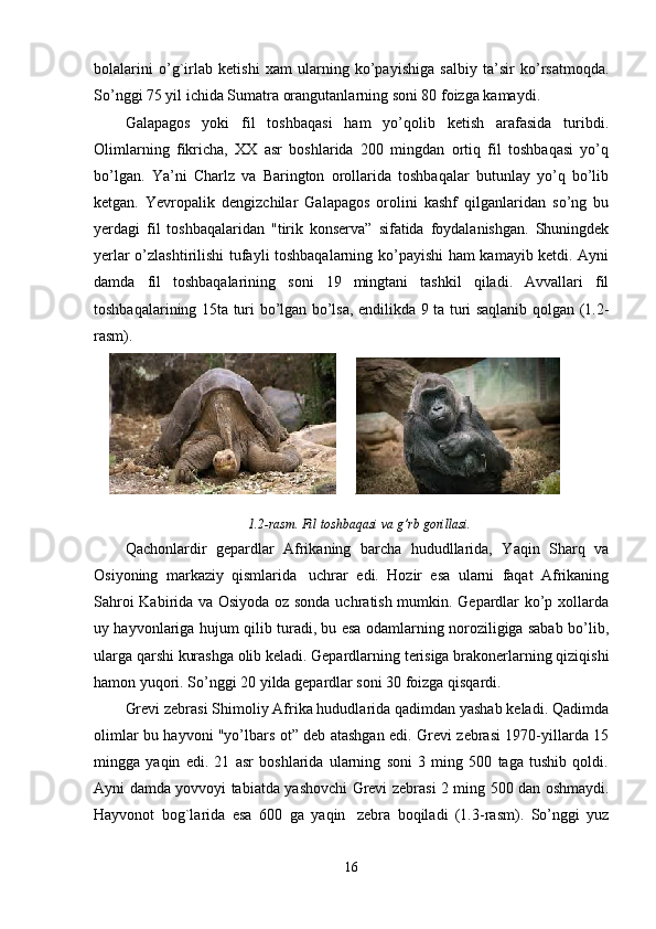 bolalarini   o’g`irlab   ketishi   xam   ularning   ko’payishiga   salbiy   ta’sir   ko’rsatmoqda.
So’nggi 75 yil ichida Sumatra orangutanlarning soni 80 foizga kamaydi.
Galapagos   yoki   fil   toshbaqasi   ham   yo’qolib   ketish   arafasida   turibdi.
Olimlarning   fikricha,   XX   asr   boshlarida   200   mingdan   ortiq   fil   toshbaqasi   yo’q
bo’lgan.   Ya’ni   Charlz   va   Barington   orollarida   toshbaqalar   butunlay   yo’q   bo’lib
ketgan.   Yevropalik   dengizchilar   Galapagos   orolini   kashf   qilganlaridan   so’ng   bu
yerdagi   fil   toshbaqalaridan   "tirik   konserva”   sifatida   foydalanishgan.   Shuningdek
yerlar o’zlashtirilishi tufayli toshbaqalarning ko’payishi ham kamayib ketdi. Ayni
damda   fil   toshbaqalarining   soni   19   mingtani   tashkil   qiladi.   Avvallari   fil
toshbaqalarining 15ta turi bo’lgan bo’lsa, endilikda 9 ta turi saqlanib qolgan (1.2-
rasm).
       
1.2-rasm. Fil toshbaqasi va g’rb gorillasi.
Qachonlardir   gepardlar   Afrikaning   barcha   hududllarida,   Yaqin   Sharq   va
Osiyoning   markaziy   qismlarida     uchrar   edi.   Hozir   esa   ularni   faqat   Afrikaning
Sahroi Kabirida va Osiyoda oz sonda uchratish mumkin. Gepardlar ko’p xollarda
uy hayvonlariga hujum qilib turadi, bu esa odamlarning noroziligiga sabab bo’lib,
ularga qarshi kurashga olib keladi. Gepardlarning terisiga brakonerlarning qiziqishi
hamon yuqori. So’nggi 20 yilda gepardlar soni 30 foizga qisqardi.
Grevi zebrasi Shimoliy Afrika hududlarida qadimdan yashab keladi. Qadimda
olimlar bu hayvoni "yo’lbars ot” deb atashgan edi. Grevi zebrasi 1970-yillarda 15
mingga   yaqin   edi.   21   asr   boshlarida   ularning   soni   3   ming   500   taga   tushib   qoldi.
Ayni damda yovvoyi tabiatda yashovchi Grevi zebrasi 2 ming 500 dan oshmaydi.
Hayvonot   bog`larida   esa   600   ga   yaqin     zebra   boqiladi   (1.3-rasm).   So’nggi   yuz
16