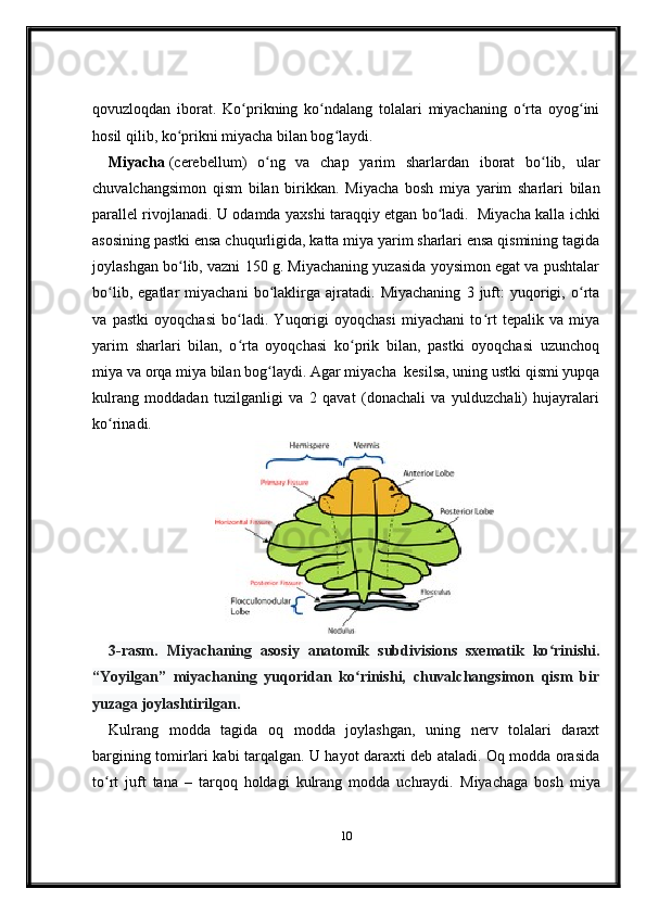 qovuzloqdan   iborat.   Ko prikning   ko ndalang   tolalari   miyachaning   o rta   oyog iniʻ ʻ ʻ ʻ
hosil qilib, ko prikni miyacha bilan bog laydi.	
ʻ ʻ    
Miyacha   (cerebellum)   o ng   va   chap   yarim   sharlardan   iborat   bo lib,   ular	
ʻ ʻ
chuvalchangsimon   qism   bilan   birikkan.   Miyacha   bosh   miya   yarim   sharlari   bilan
parallel rivojlanadi. U odamda yaxshi taraqqiy etgan bo ladi.	
ʻ     Miyacha kalla ichki
asosining pastki ensa chuqurligida, katta miya yarim sharlari ensa qismining tagida
joylashgan bo lib, vazni 150 g. Miyachaning yuzasida yoysimon egat va pushtalar	
ʻ
bo lib,   egatlar   miyachani   bo laklirga   ajratadi.   Miyachaning   3   juft:   yuqorigi,   o rta	
ʻ ʻ ʻ
va   pastki   oyoqchasi   bo ladi.   Yuqorigi   oyoqchasi   miyachani   to rt   tepalik   va   miya	
ʻ ʻ
yarim   sharlari   bilan,   o rta   oyoqchasi   ko prik   bilan,   pastki   oyoqchasi   uzunchoq
ʻ ʻ
miya va orqa miya bilan bog laydi. Agar miyacha	
ʻ    kesilsa, uning ustki qismi yupqa
kulrang   moddadan   tuzilganligi   va   2   qavat   (donachali   va   yulduzchali)   hujayralari
ko rinadi.	
ʻ  
3-rasm.   Miyachaning   asosiy   anatomik   subdivisions   sxematik   ko rinishi.	
ʻ
“Yoyilgan”   miyachaning   yuqoridan   ko rinishi,   chuvalchangsimon   qism   bir	
ʻ
yuzaga joylashtirilgan.
Kulrang   modda   tagida   oq   modda   joylashgan,   uning   nerv   tolalari   daraxt
bargining tomirlari kabi tarqalgan. U hayot daraxti deb ataladi. Oq modda orasida
to rt   juft   tana   –   tarqoq   holdagi   kulrang   modda   uchraydi.	
ʻ   Miyachaga   bosh   miya
10 