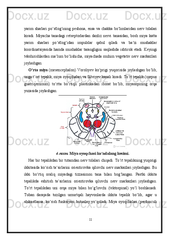 yarim   sharlari   po stlog ining   peshona,   ensa   va   chakka   bo limlaridan   nerv   tolalariʻ ʻ ʻ
kiradi.   Miyacha   tanadagi   retseptorlardan   daxliz   nervi   tanasidan,   bosh   miya   katta
yarim   sharlari   po stlog idan   impulslar   qabul   qiladi   va   ba zi   mushaklar	
ʻ ʻ ʻ
koordinatsiyasida   hamda   mushaklar   tarangligini   saqlashda   ishtirok   etadi.   Keyingi
tekshirishlardan ma lum bo lishicha, miyachada muhim vegetativ nerv markazlari
ʻ ʻ
joylashgan.  
O rta   miya	
ʻ   (mesencephalon)   Voroliyev   ko prigi   yuqorisida   joylashgan   bo lib,	ʻ ʻ
unga t ort tepalik, miya oyoqchalari va Silviyev kanali kiradi. To rt tepalik (corpus	
ʻ ʻ
guatriqeminum)   to rtta   bo rtiqli   plastinkadan   iborat   bo lib,   miyasopining   orqa	
ʻ ʻ ʻ
yuzasida joylashgan.
4-rasm.   Miya oyoqchasi ko‘ndalang kesimi.
Har bir tepalikdan bir tutamdan nerv tolalari chiqadi. To rt tepalikning yuqorigi	
ʻ
ikkitasida ko rish ta sirlarini orientirovka qiluvchi nerv markazlari joylashgan. Bu	
ʻ ʻ
ikki   bo rtiq   oraliq   miyadagi   tizzasimon   tana   bilan   bog langan.   Pastki   ikkita	
ʻ ʻ
tepalikda   eshitish   ta sirlarini   orientirovka   qiluvchi   nerv   markazlari   joylashgan.	
ʻ
To rt   tepalikdan   uni   orqa   miya   bilan   bo g lovchi   (tektospinal)   yo l   boshlanadi.	
ʻ ʻ ʻ ʻ
Tuban   darajada   tuzilgan   umurtqali   hayvonlarda   ikkita   tepalik   bo lib,   agar   u	
ʻ
shikastlansa,  ko rish funksiyasi  butunlay yo qoladi. Miya oyoqchalari (perdunculi	
ʻ ʻ
11 