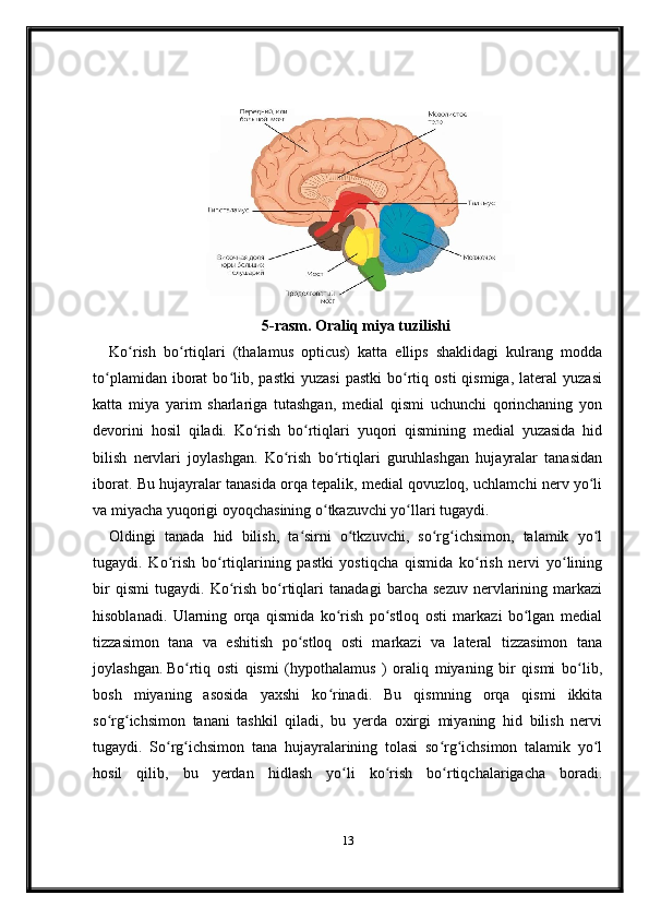5-rasm. Oraliq miya tuzilishi
Ko rish   bo rtiqlari   (thalamus   opticus)   katta   ellips   shaklidagi   kulrang   moddaʻ ʻ
to plamidan   iborat   bo lib,   pastki   yuzasi   pastki   bo rtiq   osti   qismiga,   lateral   yuzasi	
ʻ ʻ ʻ
katta   miya   yarim   sharlariga   tutashgan,   medial   qismi   uchunchi   qorinchaning   yon
devorini   hosil   qiladi.   Ko rish   bo rtiqlari   yuqori   qismining   medial   yuzasida   hid	
ʻ ʻ
bilish   nervlari   joylashgan.   Ko rish   bo rtiqlari   guruhlashgan   hujayralar   tanasidan	
ʻ ʻ
iborat. Bu hujayralar tanasida orqa tepalik, medial qovuzloq, uchlamchi nerv yo li	
ʻ
va miyacha yuqorigi oyoqchasining o tkazuvchi yo llari tugaydi.	
ʻ ʻ  
Oldingi   tanada   hid   bilish,   ta sirni   o tkzuvchi,   so rg ichsimon,   talamik   yo l	
ʻ ʻ ʻ ʻ ʻ
tugaydi.   Ko rish   bo rtiqlarining   pastki   yostiqcha   qismida   ko rish   nervi   yo lining	
ʻ ʻ ʻ ʻ
bir   qismi   tugaydi.   Ko rish   bo rtiqlari   tanadagi   barcha   sezuv   nervlarining   markazi	
ʻ ʻ
hisoblanadi.   Ularning   orqa   qismida   ko rish   po stloq   osti   markazi   bo lgan   medial	
ʻ ʻ ʻ
tizzasimon   tana   va   eshitish   po stloq   osti   markazi   va   lateral   tizzasimon   tana	
ʻ
joylashgan.   Bo rtiq   osti   qismi   (hypothalamus   )   oraliq   miyaning   bir   qismi   bo lib,	
ʻ ʻ
bosh   miyaning   asosida   yaxshi   ko rinadi.   Bu   qismning   orqa   qismi   ikkita	
ʻ
so rg ichsimon   tanani   tashkil   qiladi,   bu   yerda   oxirgi   miyaning   hid   bilish   nervi	
ʻ ʻ
tugaydi.   So rg ichsimon   tana   hujayralarining   tolasi   so rg ichsimon   talamik   yo l	
ʻ ʻ ʻ ʻ ʻ
hosil   qilib,   bu   yerdan   hidlash   yo li   ko rish   bo rtiqchalarigacha   boradi.	
ʻ ʻ ʻ
13 