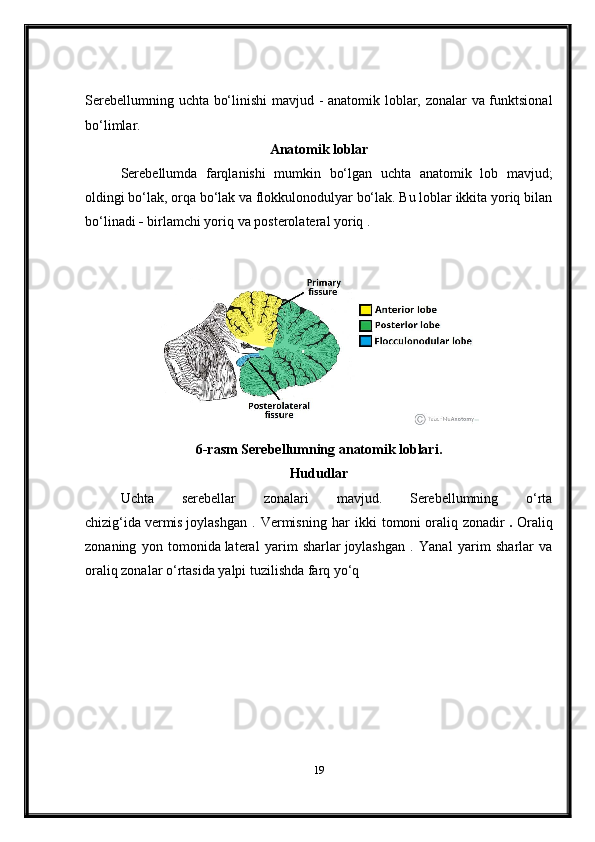 Serebellumning uchta bo‘linishi mavjud - anatomik loblar, zonalar va funktsional
bo‘limlar.
Anatomik loblar
Serebellumda   farqlanishi   mumkin   bo‘lgan   uchta   anatomik   lob   mavjud;
oldingi bo‘lak, orqa bo‘lak va flokkulonodulyar bo‘lak. Bu loblar ikkita yoriq bilan
bo‘linadi  -   birlamchi yoriq   va   posterolateral yoriq   .
Muallif:   TeachMeSeries Ltd   (2024)
6-rasm   Serebellumning anatomik loblari.
Hududlar
Uchta   serebellar   zonalari   mavjud.   Serebellumning   o‘rta
chizig‘ida   vermis   joylashgan   .   Vermisning   har   ikki   tomoni   oraliq   zonadir   .   Oraliq
zonaning   yon   tomonida   lateral   yarim   sharlar   joylashgan   .   Yanal   yarim   sharlar   va
oraliq zonalar o‘rtasida yalpi tuzilishda farq yo‘q
Nrets [CC-BY-SA-3.0] tomonidan, Wikimedia Commons’dan
19 