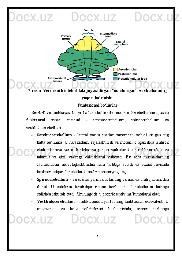 7-rasm .  Vermisni bir tekislikda joylashtirgan "ochilmagan" serebellumning
yuqori ko‘rinishi.
Funktsional bo‘limlar
Serebellum funktsiyasi bo‘yicha ham bo‘linishi mumkin. Serebellumning uchta
funktsional   sohasi   mavjud   -   serebrocerebellum,   spinocerebellum   va
vestibulocerebellum.
 Serebrocerebellum     -   lateral   yarim   sharlar   tomonidan   tashkil   etilgan   eng
katta bo‘linma. U harakatlarni rejalashtirish va motorli o‘rganishda ishtirok
etadi.   U   miya   yarim   korteksi   va   pontin   yadrolaridan   kirishlarni   oladi   va
talamus   va   qizil   yadroga   chiqishlarni   yuboradi.   Bu   soha   mushaklarning
faollashuvini   muvofiqlashtirishni   ham   tartibga   soladi   va   vizual   ravishda
boshqariladigan harakatlarda muhim ahamiyatga ega.
 Spinocerebellum     - serebellar yarim sharlarning vermis va oraliq zonasidan
iborat.   U   xatolarni   tuzatishga   imkon   berib,   tana   harakatlarini   tartibga
solishda ishtirok etadi.  Shuningdek, u proprioseptiv ma’lumotlarni oladi.
 Vestibulocerebellum     - flokkulonodulyar lobning funktsional ekvivalenti. U
muvozanat   va   ko‘z   reflekslarini   boshqarishda,   asosan   nishonga
20 