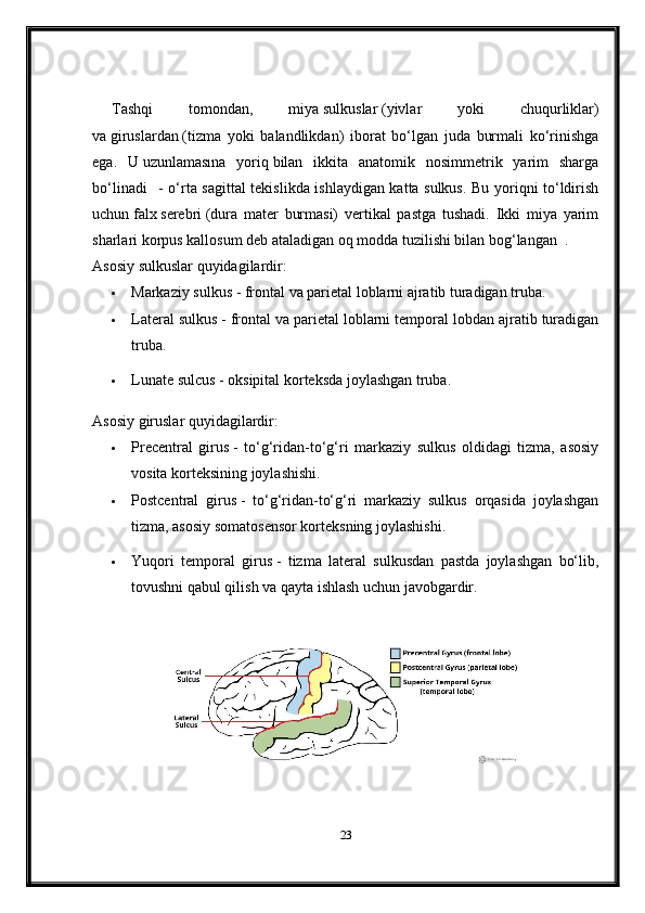 Tashqi   tomondan,   miya   sulkuslar   (yivlar   yoki   chuqurliklar)
va   giruslardan   (tizma   yoki   balandlikdan)   iborat   bo‘lgan   juda   burmali   ko‘rinishga
ega.   U   uzunlamasına   yoriq   bilan   ikkita   anatomik   nosimmetrik   yarim   sharga
bo‘linadi       - o‘rta sagittal tekislikda ishlaydigan katta sulkus. Bu yoriqni to‘ldirish
uchun   falx   serebri   (dura   mater   burmasi)   vertikal   pastga   tushadi.   Ikki   miya   yarim
sharlari   korpus kallosum   deb ataladigan oq modda tuzilishi bilan bog‘langan     .
Asosiy sulkuslar quyidagilardir:
 Markaziy sulkus   - frontal va parietal loblarni ajratib turadigan truba.
 Lateral sulkus   - frontal va parietal loblarni temporal lobdan ajratib turadigan
truba.
 Lunate sulcus   - oksipital korteksda joylashgan truba.
Asosiy giruslar quyidagilardir:
 Precentral   girus   -   to‘g‘ridan-to‘g‘ri   markaziy   sulkus   oldidagi   tizma,   asosiy
vosita korteksining joylashishi.
 Postcentral   girus   -   to‘g‘ridan-to‘g‘ri   markaziy   sulkus   orqasida   joylashgan
tizma, asosiy somatosensor korteksning joylashishi.
 Yuqori   temporal   girus   -   tizma   lateral   sulkusdan   pastda   joylashgan   bo‘lib,
tovushni qabul qilish va qayta ishlash uchun javobgardir.
Muallif:   TeachMeSeries Ltd   (2024)
23 