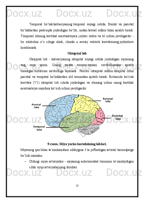 Temporal   bo‘lak   kalvariyaning   temporal   suyagi   ostida,   frontal   va   parietal
bo‘laklardan pastroqda joylashgan bo‘lib, undan   lateral sulkus   bilan ajralib turadi.
Temporal  lobning  kortikal  assotsiatsiyasi   joylari  xotira  va  til   uchun  javobgardir  -
bu   eshitishni   o‘z   ichiga   oladi,   chunki   u   asosiy   eshitish   korteksining   joylashuvi
hisoblanadi.
Oksipital lob
Oksipital   lob   -   kalvariyaning   oksipital   suyagi   ostida   joylashgan   miyaning
eng   orqa   qismi.   Uning   pastki   tomoni   miyani   serebellumdan   ajratib
turadigan   tentorium   serebelli ga   tayanadi   .   Parieto   - oksipital   sulkus   oksipital   lobni
parietal   va   temporal   bo‘laklardan   old   tomondan   ajratib   turadi.   Birlamchi   ko‘rish
korteksi   (V1)   oksipital   lob   ichida   joylashgan   va   shuning   uchun   uning   kortikal
assotsiatsiya maydoni ko‘rish uchun javobgardir.   (2024)
9-rasm . Miya yarim korteksining loblari.
Miyaning qon   bilan ta’minlanishini   oddiygina 3 ta juftlashgan arterial tarmoqlarga
bo‘lish mumkin:
 Oldingi   miya   arteriyalari   -   miyaning  anteromedial   tomonini  ta’minlaydigan
ichki uyqu arteriyalarining shoxlari.
25 