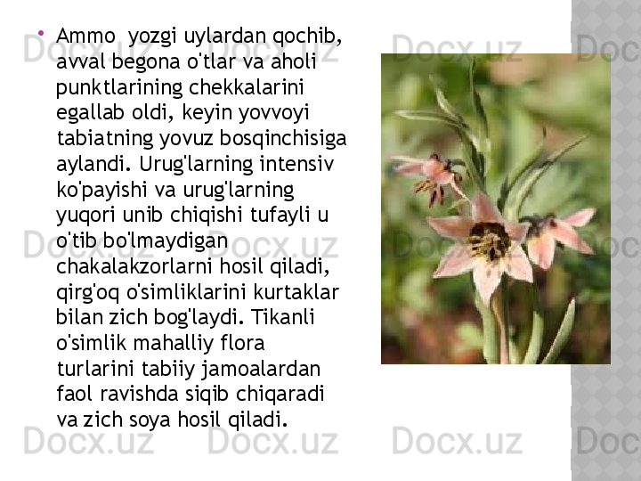 
Ammo  yozgi uylardan qochib, 
avval begona o'tlar va aholi 
punktlarining chekkalarini 
egallab oldi, keyin yovvoyi 
tabiatning yovuz bosqinchisiga 
aylandi. Urug'larning intensiv 
ko'payishi va urug'larning 
yuqori unib chiqishi tufayli u 
o'tib bo'lmaydigan 
chakalakzorlarni hosil qiladi, 
qirg'oq o'simliklarini kurtaklar 
bilan zich bog'laydi. Tikanli 
o'simlik mahalliy flora 
turlarini tabiiy jamoalardan 
faol ravishda siqib chiqaradi 
va zich soya hosil qiladi.  