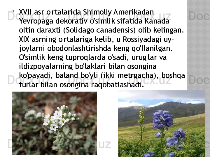 
XVII asr o'rtalarida Shimoliy Amerikadan 
Yevropaga dekorativ o'simlik sifatida Kanada 
oltin daraxti (Solidago canadensis) olib kelingan. 
XIX asrning o'rtalariga kelib, u Rossiyadagi uy-
joylarni obodonlashtirishda keng qo'llanilgan. 
O'simlik keng tuproqlarda o'sadi, urug'lar va 
ildizpoyalarning bo'laklari bilan osongina 
ko'payadi, baland bo'yli (ikki metrgacha), boshqa 
turlar bilan osongina raqobatlashadi.  