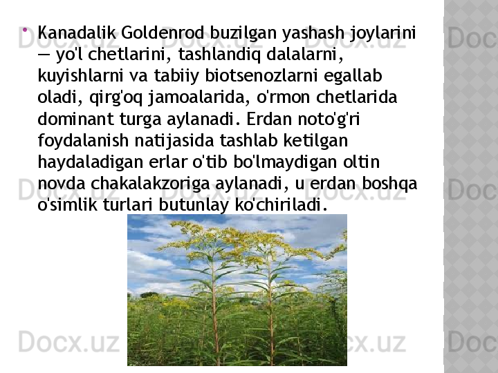 
Kanadalik Goldenrod buzilgan yashash joylarini 
— yo'l chetlarini, tashlandiq dalalarni, 
kuyishlarni va tabiiy biotsenozlarni egallab 
oladi, qirg'oq jamoalarida, o'rmon chetlarida 
dominant turga aylanadi. Erdan noto'g'ri 
foydalanish natijasida tashlab ketilgan 
haydaladigan erlar o'tib bo'lmaydigan oltin 
novda chakalakzoriga aylanadi, u erdan boshqa 
o'simlik turlari butunlay ko'chiriladi.  