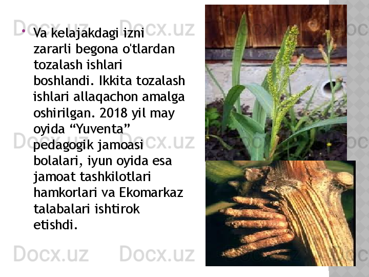 
Va kelajakdagi izni 
zararli begona o'tlardan 
tozalash ishlari 
boshlandi. Ikkita tozalash 
ishlari allaqachon amalga 
oshirilgan. 2018 yil may 
oyida “Yuventa” 
pedagogik jamoasi 
bolalari, iyun oyida esa 
jamoat tashkilotlari 
hamkorlari va Ekomarkaz 
talabalari ishtirok 
etishdi. 