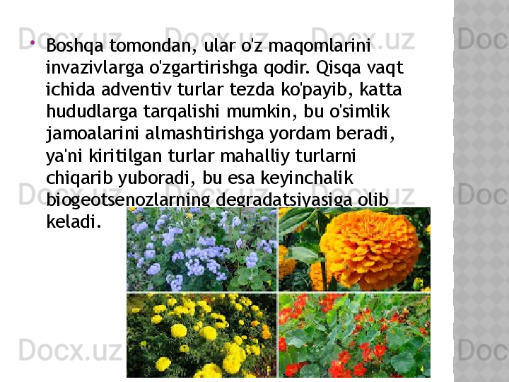 
Boshqa tomondan, ular o'z maqomlarini 
invazivlarga o'zgartirishga qodir. Qisqa vaqt 
ichida adventiv turlar tezda ko'payib, katta 
hududlarga tarqalishi mumkin, bu o'simlik 
jamoalarini almashtirishga yordam beradi, 
ya'ni kiritilgan turlar mahalliy turlarni 
chiqarib yuboradi, bu esa keyinchalik 
biogeotsenozlarning degradatsiyasiga olib 
keladi.  