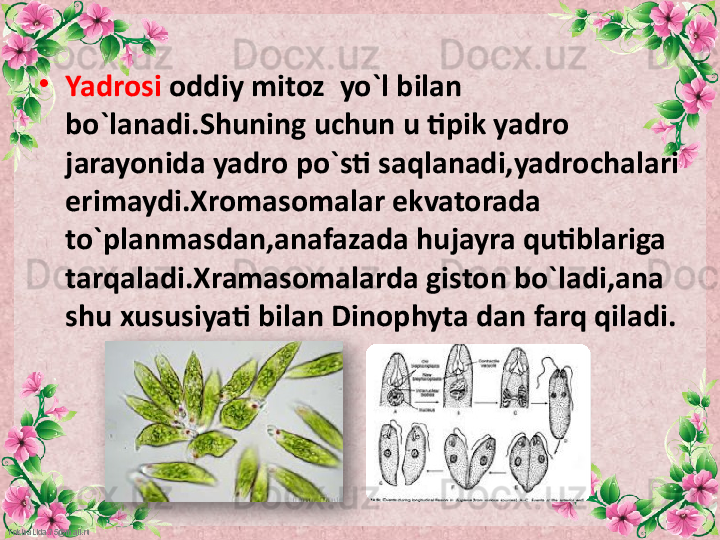 FokinaLida.75@mail.ru •
Yadrosi  oddiy mitoz  yo`l bilan 
bo`lanadi.Shuning uchun u tipik yadro 
jarayonida yadro po`sti saqlanadi,yadrochalari 
erimaydi.Xromasomalar ekvatorada 
to`planmasdan,anafazada hujayra qutiblariga 
tarqaladi.Xramasomalarda giston bo`ladi,ana 
shu xususiyati bilan Dinophyta dan farq qiladi.  