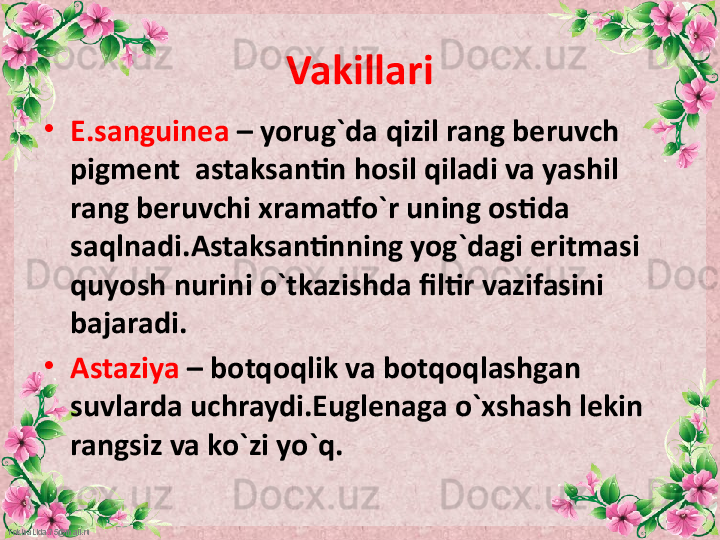 FokinaLida.75@mail.ru Vakillari
•
E.sanguinea  – yorug`da qizil rang beruvch 
pigment  astaksantin hosil qiladi va yashil 
rang beruvchi xramatfo`r uning ostida 
saqlnadi.Astaksantinning yog`dagi eritmasi 
quyosh nurini o`tkazishda filtir vazifasini 
bajaradi.
•
Astaziya  – botqoqlik va botqoqlashgan 
suvlarda uchraydi.Euglenaga o`xshash lekin 
rangsiz va ko`zi yo`q. 