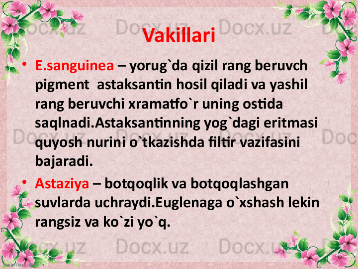 FokinaLida.75@mail.ru Vakillari
•
E.sanguinea  – yorug`da qizil rang beruvch 
pigment  astaksantin hosil qiladi va yashil 
rang beruvchi xramatfo`r uning ostida 
saqlnadi.Astaksantinning yog`dagi eritmasi 
quyosh nurini o`tkazishda filtir vazifasini 
bajaradi.
•
Astaziya  – botqoqlik va botqoqlashgan 
suvlarda uchraydi.Euglenaga o`xshash lekin 
rangsiz va ko`zi yo`q.
