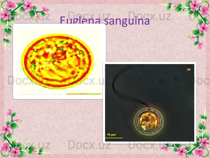 FokinaLida.75@mail.ru Euglena sanguina  