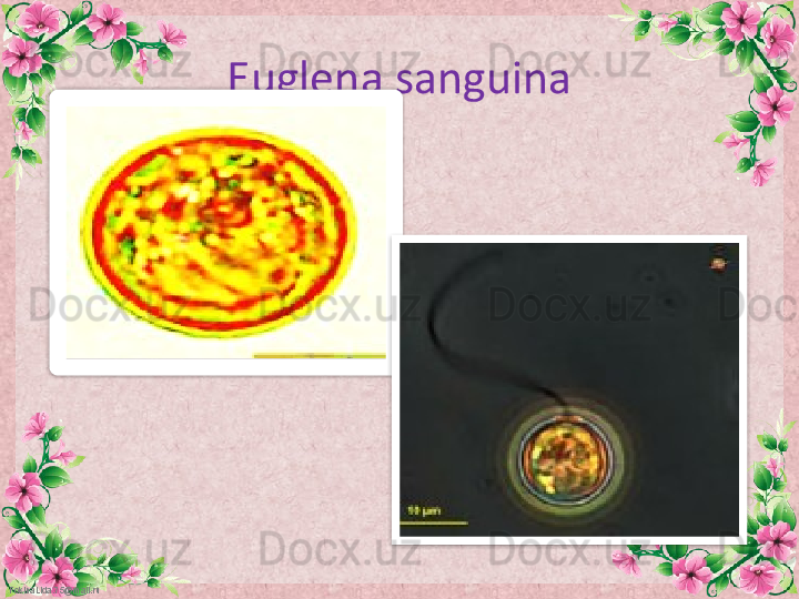 FokinaLida.75@mail.ru Euglena sanguina