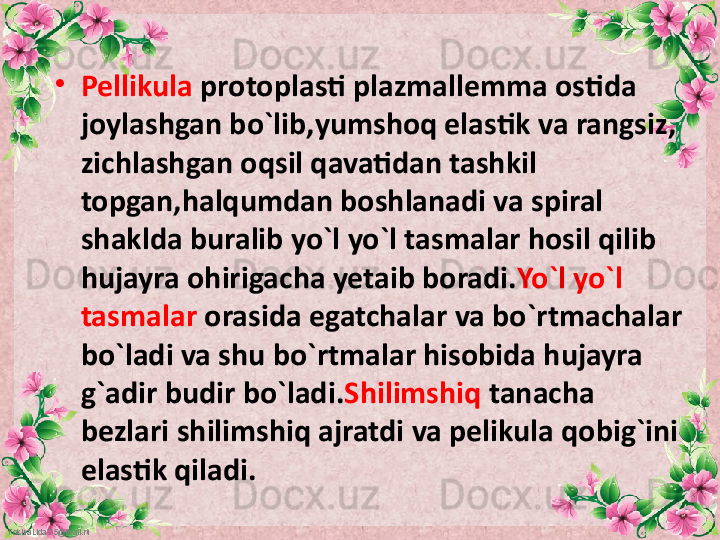 FokinaLida.75@mail.ru •
Pellikula  protoplasti plazmallemma ostida 
joylashgan bo`lib,yumshoq elastik va rangsiz, 
zichlashgan oqsil qavatidan tashkil 
topgan,halqumdan boshlanadi va spiral 
shaklda buralib yo`l yo`l tasmalar hosil qilib 
hujayra ohirigacha yetaib boradi. Yo`l yo`l 
tasmalar  orasida egatchalar va bo`rtmachalar 
bo`ladi va shu bo`rtmalar hisobida hujayra 
g`adir budir bo`ladi. Shilimshiq  tanacha 
bezlari shilimshiq ajratdi va pelikula qobig`ini 
elastik qiladi. 