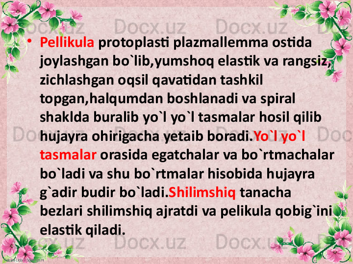 FokinaLida.75@mail.ru •
Pellikula  protoplasti plazmallemma ostida 
joylashgan bo`lib,yumshoq elastik va rangsiz, 
zichlashgan oqsil qavatidan tashkil 
topgan,halqumdan boshlanadi va spiral 
shaklda buralib yo`l yo`l tasmalar hosil qilib 
hujayra ohirigacha yetaib boradi. Yo`l yo`l 
tasmalar  orasida egatchalar va bo`rtmachalar 
bo`ladi va shu bo`rtmalar hisobida hujayra 
g`adir budir bo`ladi. Shilimshiq  tanacha 
bezlari shilimshiq ajratdi va pelikula qobig`ini 
elastik qiladi.