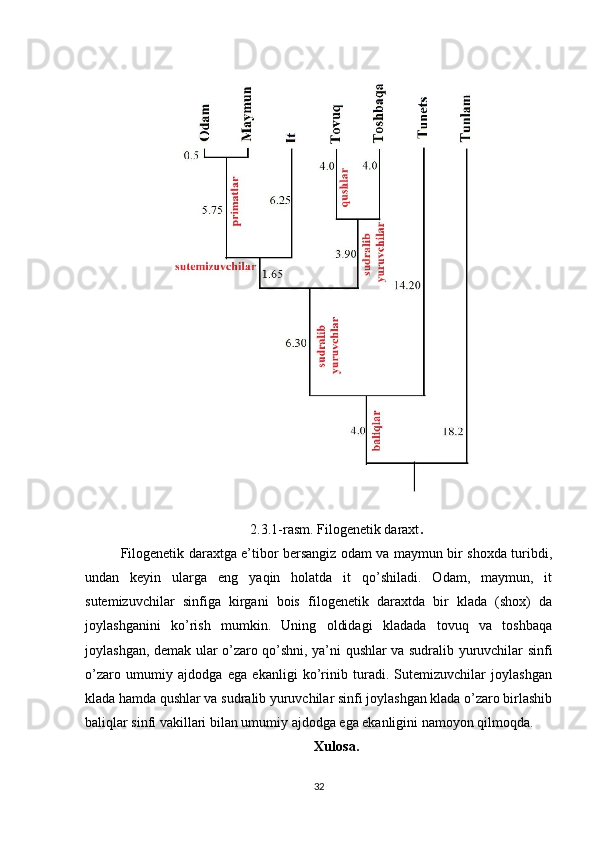 2.3.1-rasm. Filogenetik daraxt .
Filogenetik daraxtga e’tibor bersangiz odam va maymun bir shoxda turibdi,
undan   keyin   ularga   eng   yaqin   holatda   it   qo’shiladi.   Odam,   maymun,   it
sutemizuvchilar   sinfiga   kirgani   bois   filogenetik   daraxtda   bir   klada   (shox)   da
joylashganini   ko’rish   mumkin.   Uning   oldidagi   kladada   tovuq   va   toshbaqa
joylashgan, demak ular o’zaro qo’shni, ya’ni qushlar va sudralib yuruvchilar sinfi
o’zaro   umumiy   ajdodga   ega   ekanligi   ko’rinib   turadi.   Sutemizuvchilar   joylashgan
klada hamda qushlar va sudralib yuruvchilar sinfi joylashgan klada o’zaro birlashib
baliqlar sinfi vakillari bilan umumiy ajdodga ega ekanligini namoyon qilmoqda. 
Xulosa.
32 