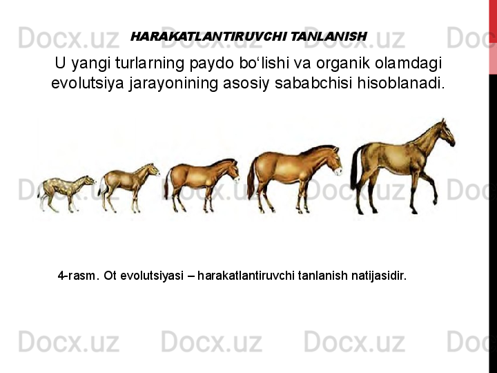 HARAKATLANTIRUVCHI TANLANISHU	
 yangi	 turlarning	 paydo	 bo‘lishi	 va	 organik	 olamdagi	 
evolutsiya	
 jarayonining	 asosiy	 sababchisi	 hisoblanadi.
4-rasm.	
 Ot	 evolutsiyasi	 –	 harakatlantiruvchi	 tanlanish	 natijasidir. 