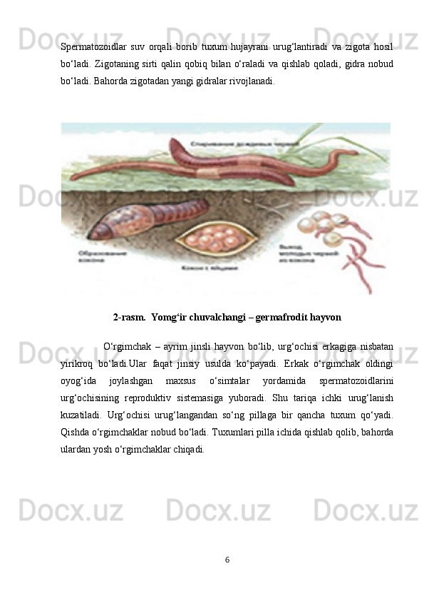 Spermatozoidlar   suv   orqali   borib   tuxum   hujayrani   urug‘lantiradi   va   zigota   hosil
bo‘ladi. Zigotaning sirti  qalin qobiq bilan  o‘raladi  va qishlab  qoladi,  gidra nobud
bo‘ladi. Bahorda zigotadan yangi gidralar rivojlanadi. 
2-rasm.   Yomg‘ir chuvalchangi – germafrodit hayvon
                      O‘rgimchak   –   ayrim   jinsli   hayvon   bo‘lib,   urg‘ochisi   erkagiga   nisbatan
yirikroq   bo‘ladi.Ular   faqat   jinsiy   usulda   ko‘payadi.   Erkak   o‘rgimchak   oldingi
oyog‘ida   joylashgan   maxsus   o‘simtalar   yordamida   spermatozoidlarin i
urg‘ochisining   reproduktiv   sistemasiga   yuboradi.   Shu   tariqa   ichki   urug‘lanish
kuzatiladi.   Urg‘ochisi   urug‘langandan   so‘ng   pillaga   bir   qancha   tuxum   qo‘yadi.
Qishda o‘rgimchaklar nobud bo‘ladi. Tuxumlari pilla ichida qishlab qolib, bahorda
ulardan yosh o‘rgimchaklar chiqadi. 
6 