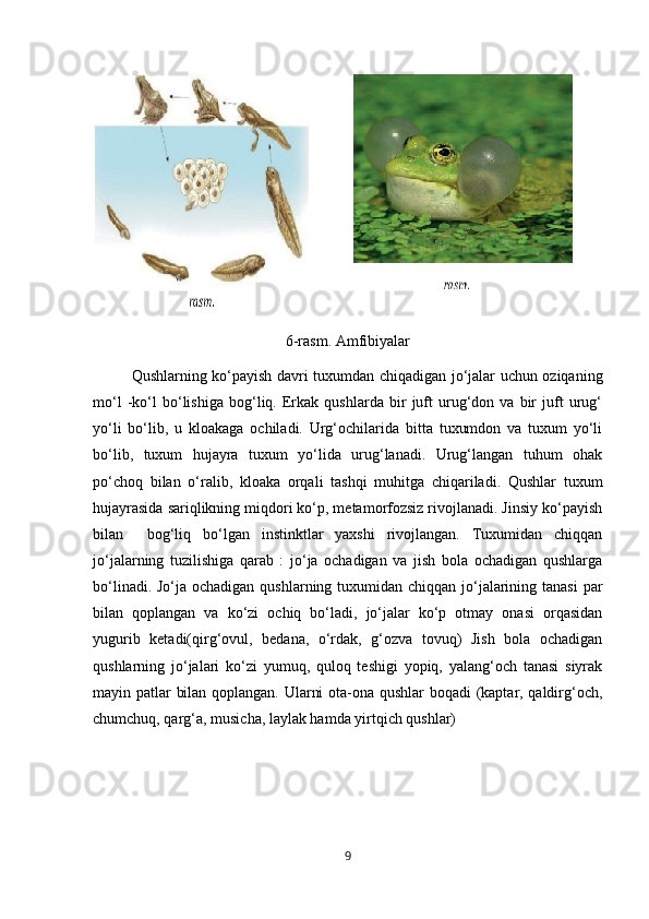 6-rasm. Amfibiyalar
Qushlarning ko‘payish davri tuxumdan chiqadigan jo‘jalar uchun oziqaning
mo‘l   -ko‘l   bo‘lishiga   bog‘liq.   Erkak   qushlarda   bir   juft   urug‘don   va   bir   juft   urug‘
yo‘li   bo‘lib,   u   kloakaga   ochiladi.   Urg‘ochilarida   bitta   tuxumdon   va   tuxum   yo‘li
bo‘lib,   tuxum   hujayra   tuxum   yo‘lida   urug‘lanadi.   Urug‘langan   tuhum   ohak
po‘choq   bilan   o‘ralib,   kloaka   orqali   tashqi   muhitga   chiqariladi.   Qushlar   tuxum
hujayrasida sariqlikning miqdori ko‘p, metamorfozsiz rivojlanadi. Jinsiy ko‘payish
bilan     bog‘liq   bo‘lgan   instinktlar   yaxshi   rivojlangan.   Tuxumidan   chiqqan
jo‘jalarning   tuzilishiga   qarab   :   jo‘ja   ochadigan   va   jish   bola   ochadigan   qushlarga
bo‘linadi. Jo‘ja ochadigan qushlarning tuxumidan chiqqan jo‘jalarining tanasi  par
bilan   qoplangan   va   ko‘zi   ochiq   bo‘ladi,   jo‘jalar   ko‘p   otmay   onasi   orqasidan
yugurib   ketadi(qirg‘ovul,   bedana,   o‘rdak,   g‘ozva   tovuq)   Jish   bola   ochadigan
qushlarning   jo‘jalari   ko‘zi   yumuq,   quloq   teshigi   yopiq,   yalang‘och   tanasi   siyrak
mayin patlar bilan qoplangan. Ularni ota-ona qushlar boqadi (kaptar, qaldirg‘och,
chumchuq, qarg‘a, musicha, laylak hamda yirtqich qushlar)
9 