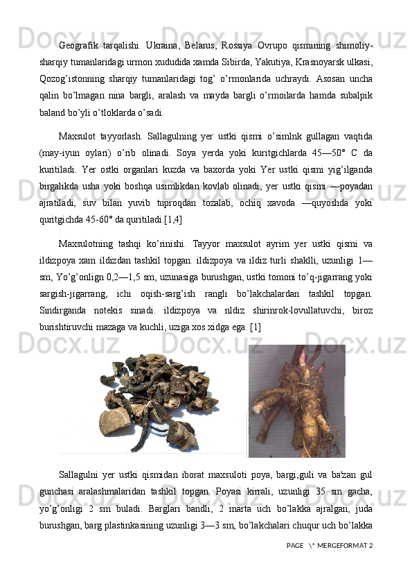 Geografik   tarqalishi.   Ukraina,   Belarus,   Rossiya   Ovrupo   qismining   shimoliy-
sharqiy tumanlaridagi urmon xududida xamda Sibirda, Yakutiya, Krasnoyarsk ulkasi,
Qozog’istonning   sharqiy   tumanlaridagi   tog’   o’rmonlarida   uchraydi.   Asosan   uncha
qalin   bo’lmagan   nina   bargli,   aralash   va   mayda   bargli   o’rmoilarda   hamda   subalpik
baland bo’yli o’tloklarda o’sadi.
Maxsulot   tayyorlash.   Sallagulning   yer   ustki   qismi   o’simlnk   gullagan   vaqtida
(may-iyun   oylari)   o’rib   olinadi.   Soya   yerda   yoki   kuritgichlarda   45—50°   C   da
kuritiladi.   Yer   ostki   organlari   kuzda   va   baxorda   yoki   Yer   ustki   qismi   yig’ilganda
birgalikda   usha   yoki   boshqa   usimlikdan   kovlab   olinadi,   yer   ustki   qismi   —poyadan
ajratiladi,   suv   bilan   yuvib   tuproqdan   tozalab,   ochiq   xavoda   —quyoshda   yoki
quritgichda 45-60° da quritiladi.[1,4]
Maxsulotning   tashqi   ko’rinishi.   Tayyor   maxsulot   ayrim   yer   ustki   qismi   va
ildizpoya   xam   ildizdan   tashkil   topgan.   ildizpoya   va   ildiz   turli   shaklli,   uzunligi   1—
sm, Yo’g’onlign 0,2—1,5 sm, uzunasiga burushgan, ustki tomoni to’q-jigarrang yoki
sargish-jigarrang,   ichi   oqish-sarg’ish   rangli   bo’lakchalardan   tashkil   topgan.
Sindirganda   notekis   sinadi.   ildizpoya   va   nldiz   shirinrok-lovullatuvchi,   biroz
burishtiruvchi mazaga va kuchli, uziga xos xidga ega. [1]
Sallagulni   yer   ustki   qismidan   iborat   maxsuloti   poya,   bargi,guli   va   ba'zan   gul
gunchasi   aralashmalaridan   tashkil   topgan.   Poyasi   kirrali,   uzunligi   35   sm   gacha,
yo’g’onligi   2   sm   buladi.   Barglari   bandli,   2   marta   uch   bo’lakka   ajralgan,   juda
burushgan, barg plastinkasining uzunligi 3—3 sm, bo’lakchalari chuqur uch bo’lakka
 PAGE   \* MERGEFORMAT 2 