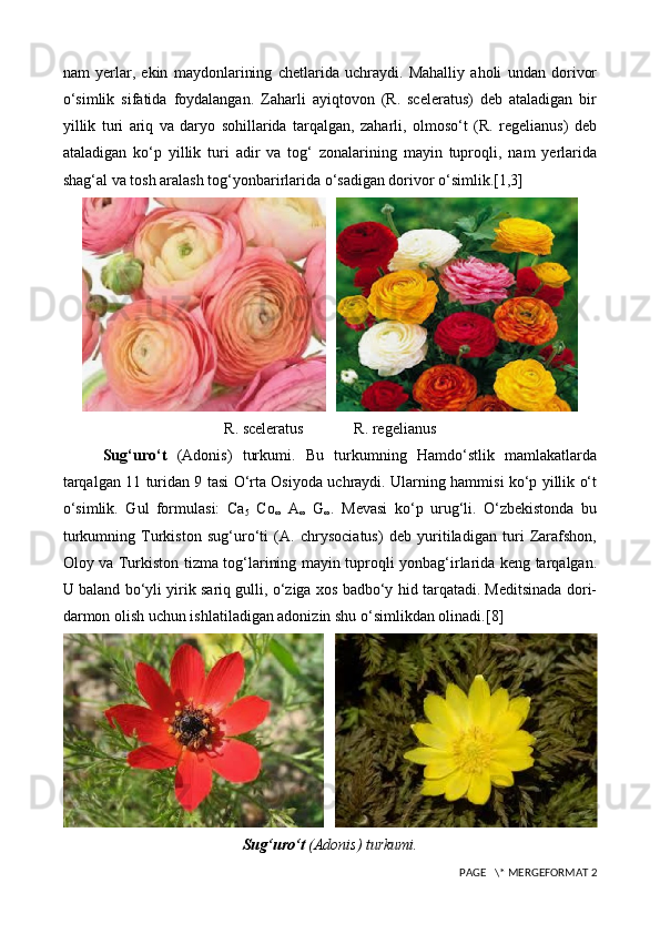 nam   yerlar,   ekin   maydonlarining   chetlarida   uchraydi.   Mahalliy   aholi   undan   dorivor
o‘simlik   sifatida   foydalangan.   Zaharli   ayiqtovon   (R.   sceleratus)   deb   ataladigan   bir
yillik   turi   ariq   va   daryo   sohillarida   tarqalgan,   zaharli,   olmoso‘t   (R.   regelianus)   deb
ataladigan   ko‘p   yillik   turi   adir   va   tog‘   zonalarining   mayin   tuproqli,   nam   yerlarida
shag‘al va tosh aralash tog‘yonbarirlarida o‘sadigan dorivor o‘simlik.[1,3]
R. sceleratus               R. regelianus
Sug‘uro‘t   ( Adonis )   turkumi.   Bu   turkumning   Hamdo‘stlik   mamlakatlarda
tarqalgan 11 turidan 9 tasi O‘rta Osiyoda uchraydi. Ularning hammisi ko‘p yillik o‘t
o‘simlik.   Gul   formulasi:   Ca
5   Co
∞   A
∞   G
∞ .   Mevasi   ko‘p   urug‘li.   O‘zbekistonda   bu
turkumning   Turkiston   sug‘uro‘ti   (A.   chrysociatus)   deb   yuritiladigan   turi   Zarafshon,
Oloy va Turkiston tizma tog‘larining mayin tuproqli yonbag‘irlarida keng tarqalgan.
U baland bo‘yli yirik sariq gulli, o‘ziga xos badbo‘y hid tarqatadi. Meditsinada dori-
darmon olish uchun ishlatiladigan adonizin shu o‘simlikdan olinadi . [8]
Sug‘uro‘t  ( Adonis )   turkumi.
 PAGE   \* MERGEFORMAT 2 