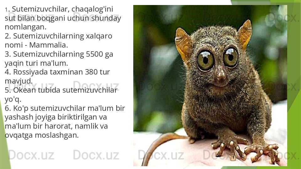 1 . Sutemizuvchilar, chaqalog'ini 
sut bilan boqgani uchun shunday 
nomlangan.
2. Sutemizuvchilarning xalqaro 
nomi - Mammalia.
3. Sutemizuvchilarning 5500 ga 
yaqin turi ma'lum.
4. Rossiyada taxminan 380 tur 
mavjud.
5. Okean tubida sutemizuvchilar 
yo'q.
6. Ko'p sutemizuvchilar ma'lum bir 
yashash joyiga biriktirilgan va 
ma'lum bir harorat, namlik va 
ovqatga moslashgan.                 