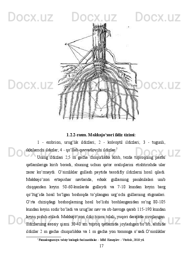 1.2.2-rasm.  Makkajo‘xori ildiz tizimi:
1   -   embrion,   urug‘lik   ildizlari;   2   -   koleoptil   ildizlari;   3   -   tugunli,
ikkilamchi ildizlar; 4 - qo‘llab-quvvatlovchi ildizlar . 5
Uning   ildizlari   2,5   m   gacha   chuqurlikka   kirib,   tezda   tuproqning   pastki
qatlamlariga   kirib   boradi,   shuning   uchun   qator   oraliqlarini   etishtirishda   ular
zarar   ko‘rmaydi.   O‘simliklar   gullash   paytida   tasodifiy   ildizlarni   hosil   qiladi.
Makkajo‘xori   ertapishar   navlarida,   erkak   gullarning   panikulalari   unib
chiqqandan   keyin   50-60-kunlarda   gullaydi   va   7-10   kundan   keyin   barg
qo‘ltig‘ida   hosil   bo‘lgan   boshoqda   to‘plangan   urg‘ochi   gullarning   stigmalari.
O‘rta   chiziqdagi   boshoqlarning   hosil   bo‘lishi   boshlanganidan   so‘ng   80-105
kundan keyin sodir bo‘ladi va urug‘lar nav va ob-havoga qarab 115-190 kundan
keyin pishib etiladi. Makkajo‘xori ildiz tizimi tolali, yuqori darajada rivojlangan.
Ildizlarning asosiy qismi 30-40 sm tuproq qatlamida joylashgan bo‘lib, alohida
ildizlar   2   m   gacha   chuqurlikka   va   1   m   gacha   yon   tomonga   o‘sadi.O‘simliklar
5
 Farmakognoziya: tabiiy biologik faol moddalar. - MM. Konoplev. - Vitebsk, 2010 yil.
17 